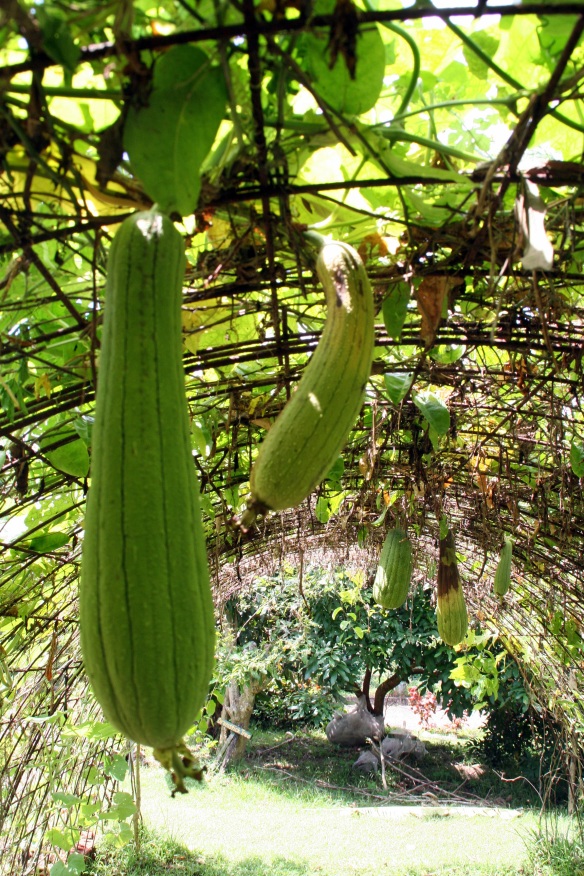 Plus they make it easy to check up on how your gourds are growing!