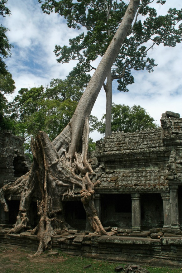 Ancient temples and trees together!? MADNESS!!